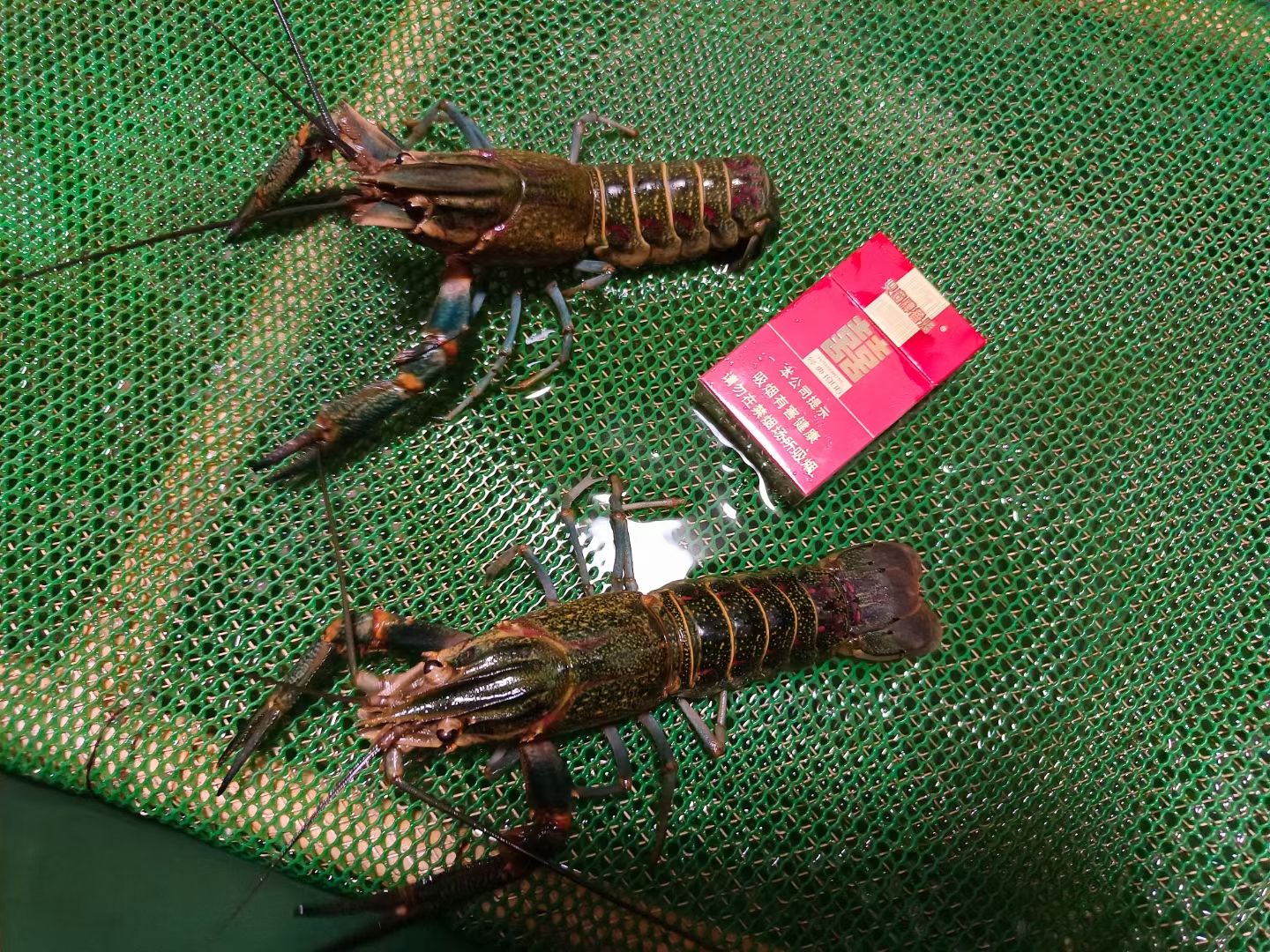 澳洲龙虾 澳洲谈水龙虾