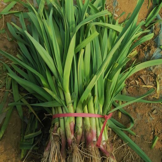 丰县红根蒜苗 50 - 60cm