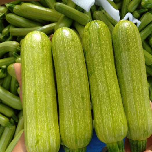 昌宁县西葫芦，大量上市，货源充足，货真价实，以质量诚信求生存……