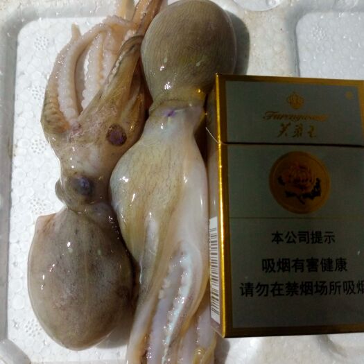 北海章鱼 八爪鱼