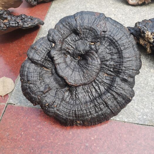 田林县高品质紫灵芝  天然灵芝   拒绝仿生货