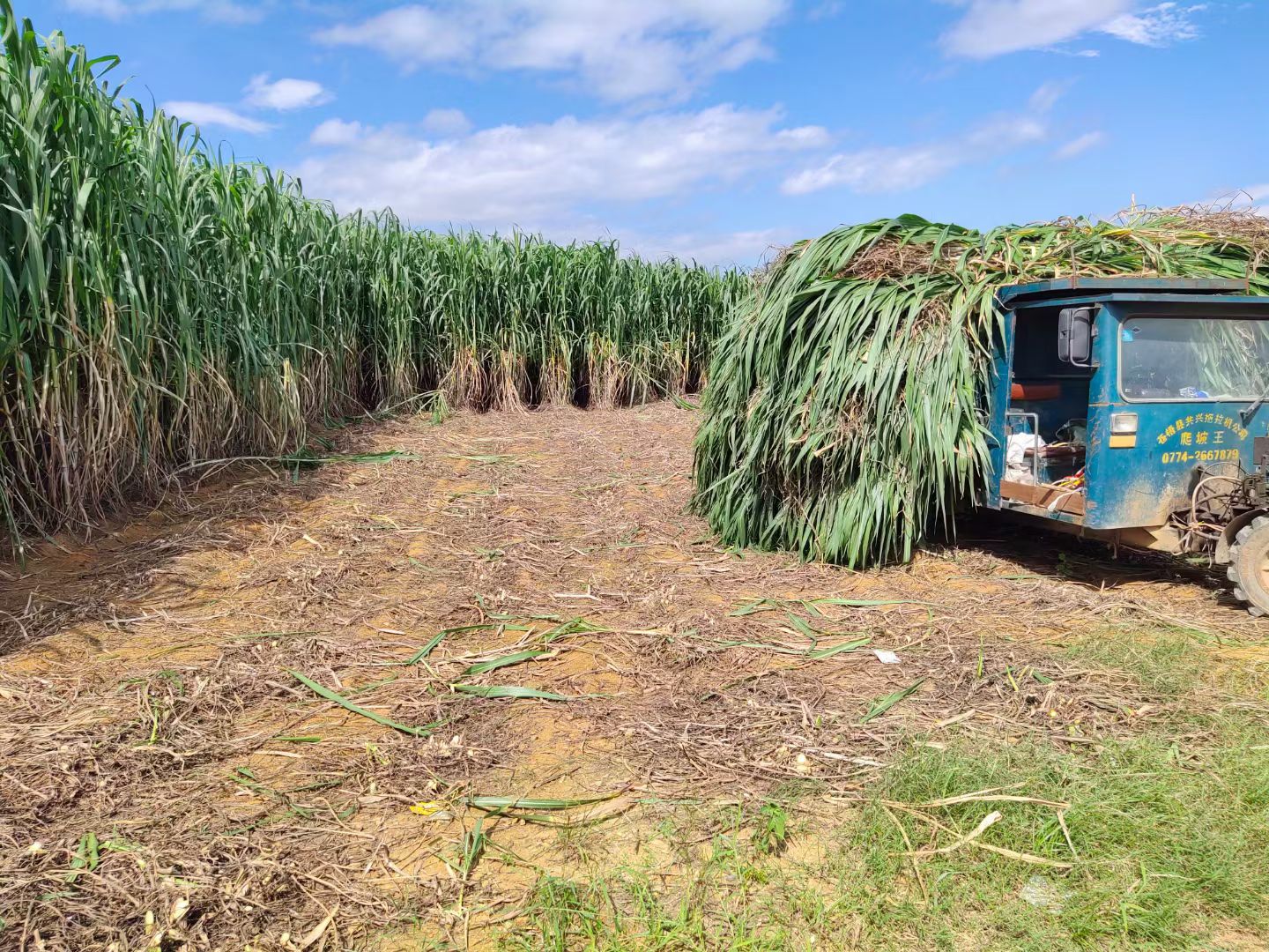 巨菌草种苗  巨菌草基地