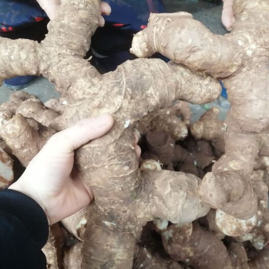 泸州姜形黄精 黄精