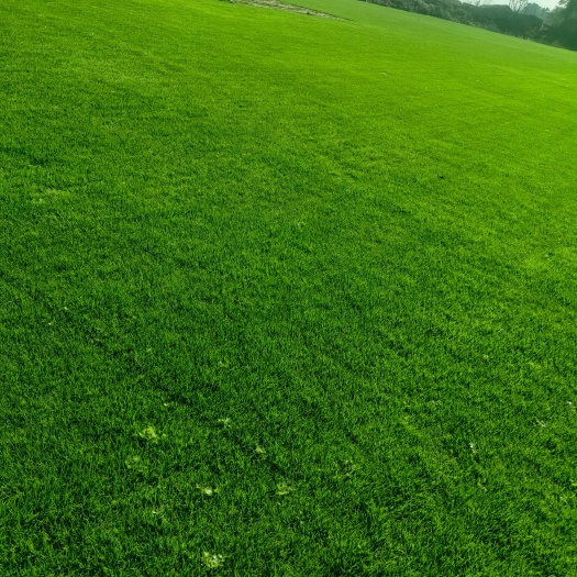 吉水县果岭草 