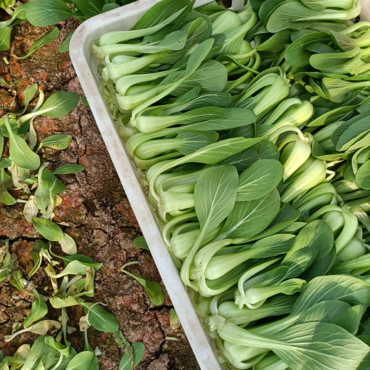 济南上海青 口感很好叶片很好吃让人看见就有食欲