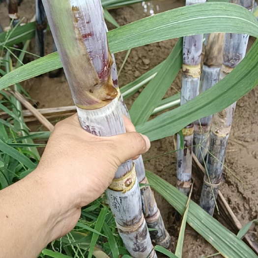 菏泽北方黑皮甘蔗批发，种苗预订 皮薄脆甜汁多  批发量大从优！