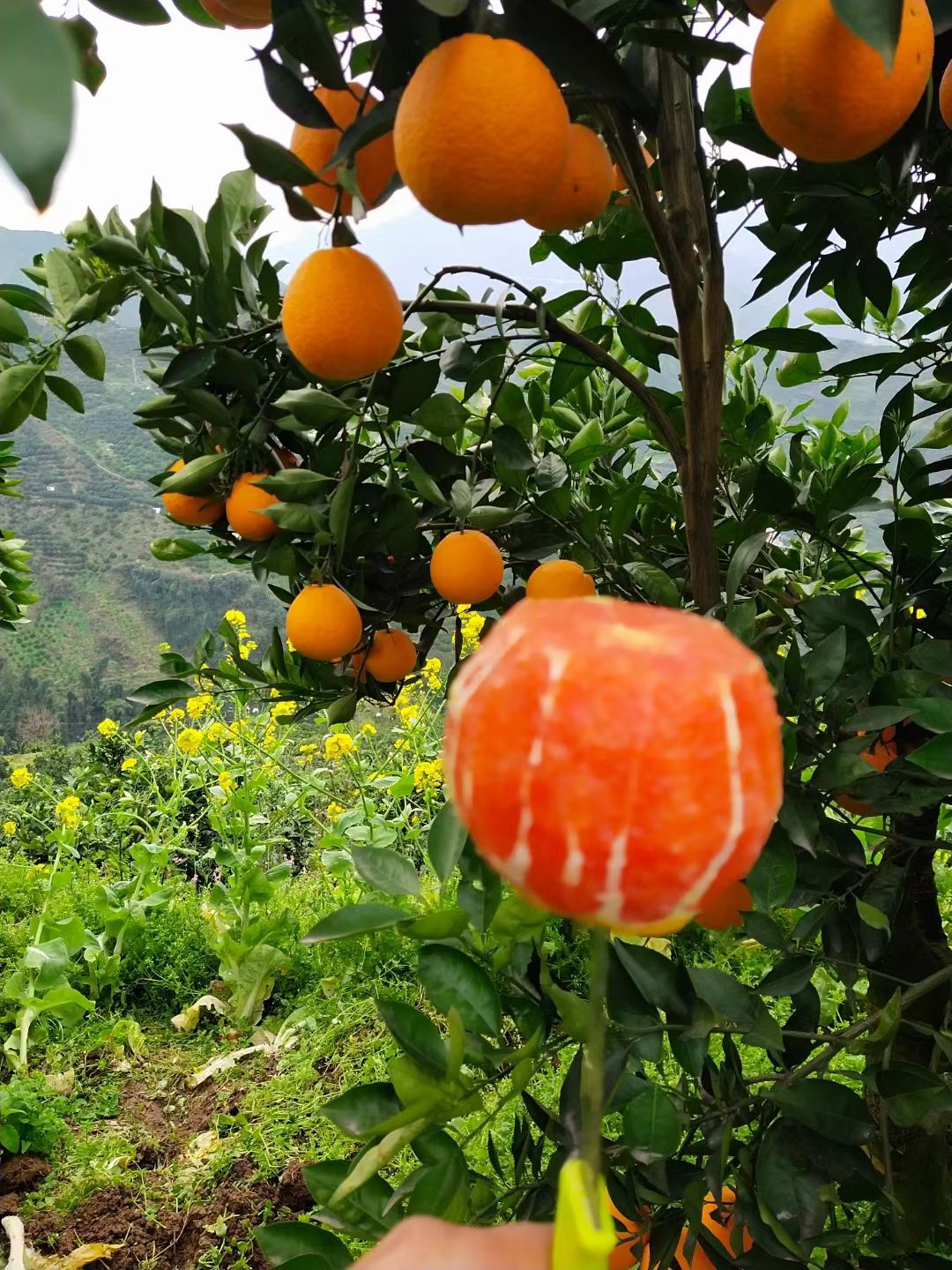 秭归县红橙 秭归脐橙中华红血橙果园直供现摘现发坏果包赔