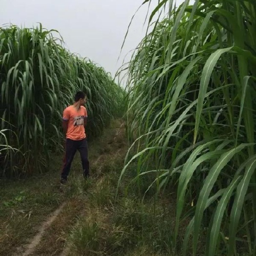 巨菌草种苗  巨菌草基地