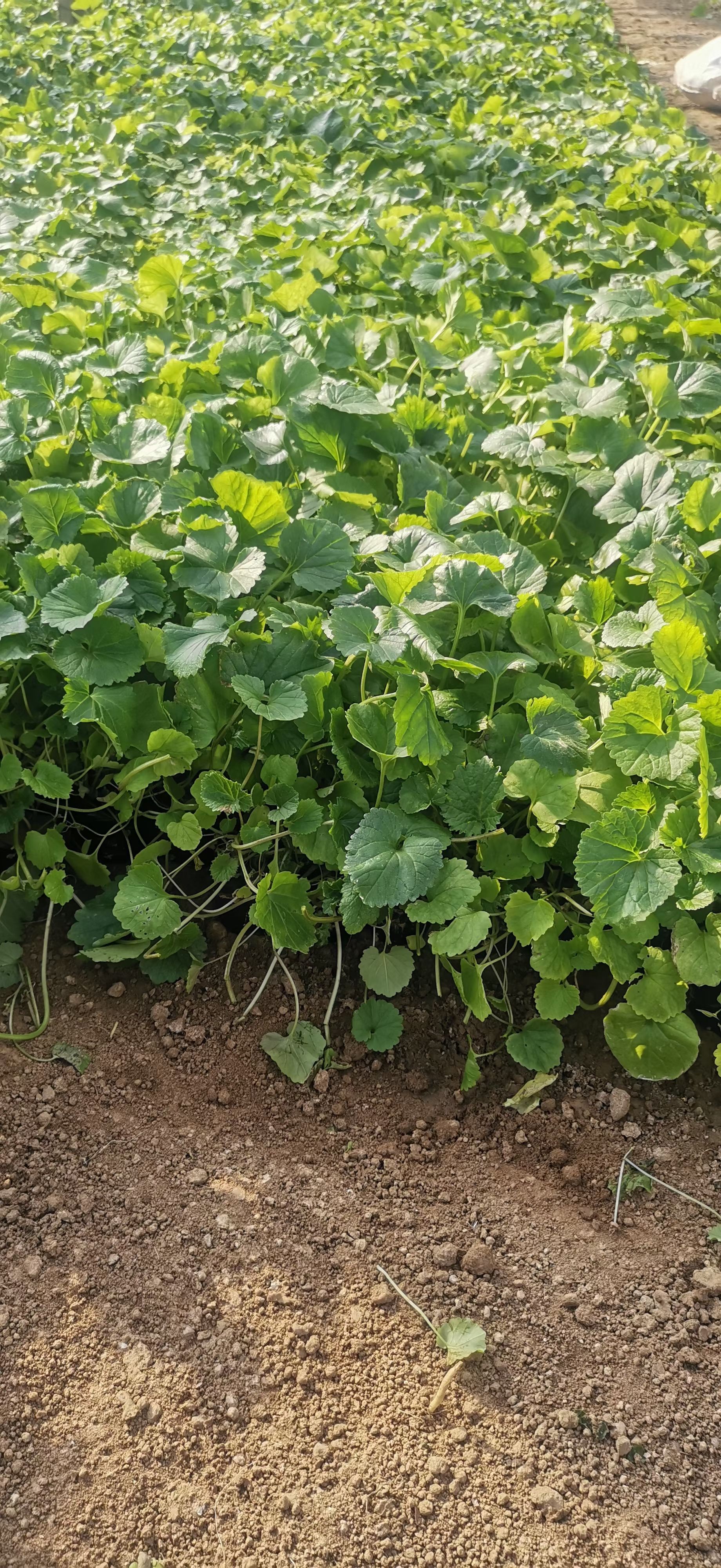 山东青州供应二月兰杯苗花卉苗木