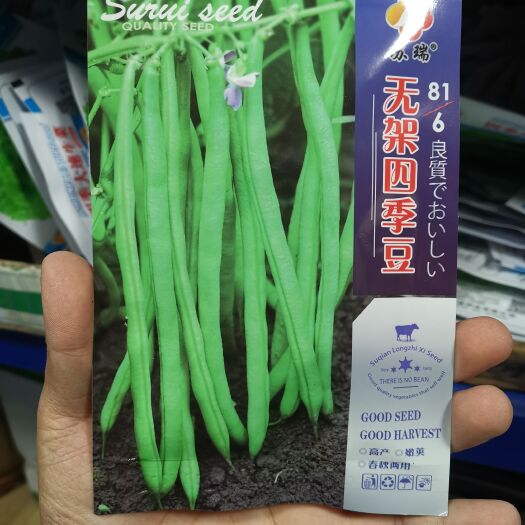 沭阳县无架四季豆种子81-6春秋无支架豆角种子早熟绿色高产抗病口