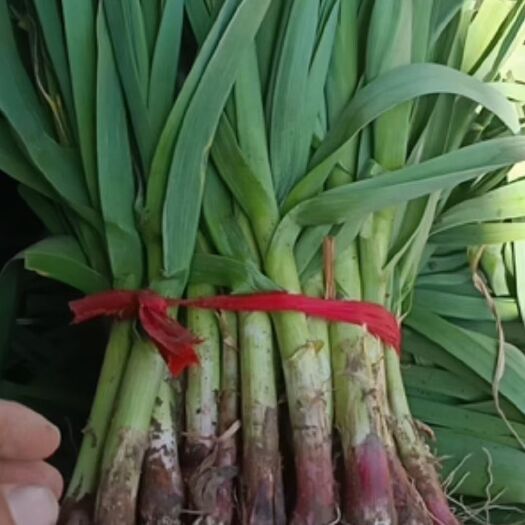 丰县红根蒜苗 江苏徐州丰县大蒜叶大量上市，根红叶绿，走干货加冰水洗都可以。