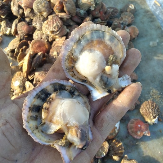 烟台华贵栉孔扇贝 渤海湾大扇贝，个大，保肥！