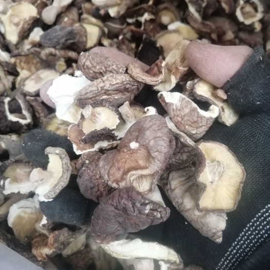 香菇 香菇碎片香菇干货，产地直供！