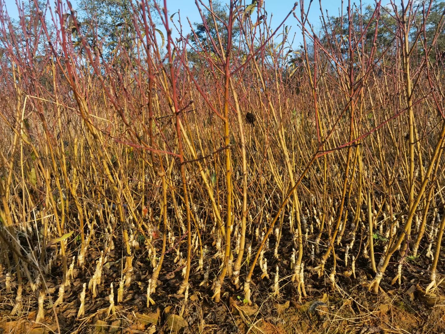 桃树苗  冬桃苗 雪桃苗  黄金蜜一号 基地供应 薄利多销