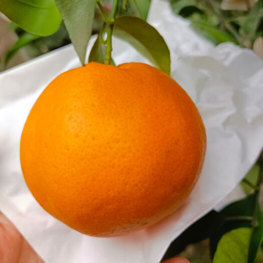 屏山县 屏山耙耙柑