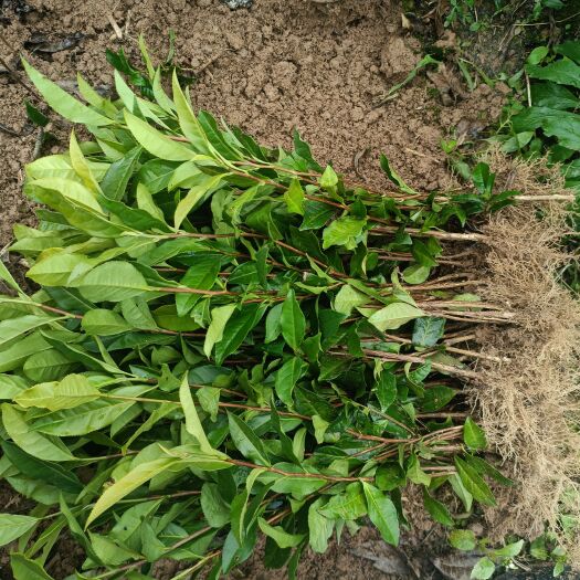 福鼎市茶树苗 福鼎大毫茶茶苗  福鼎本地发货