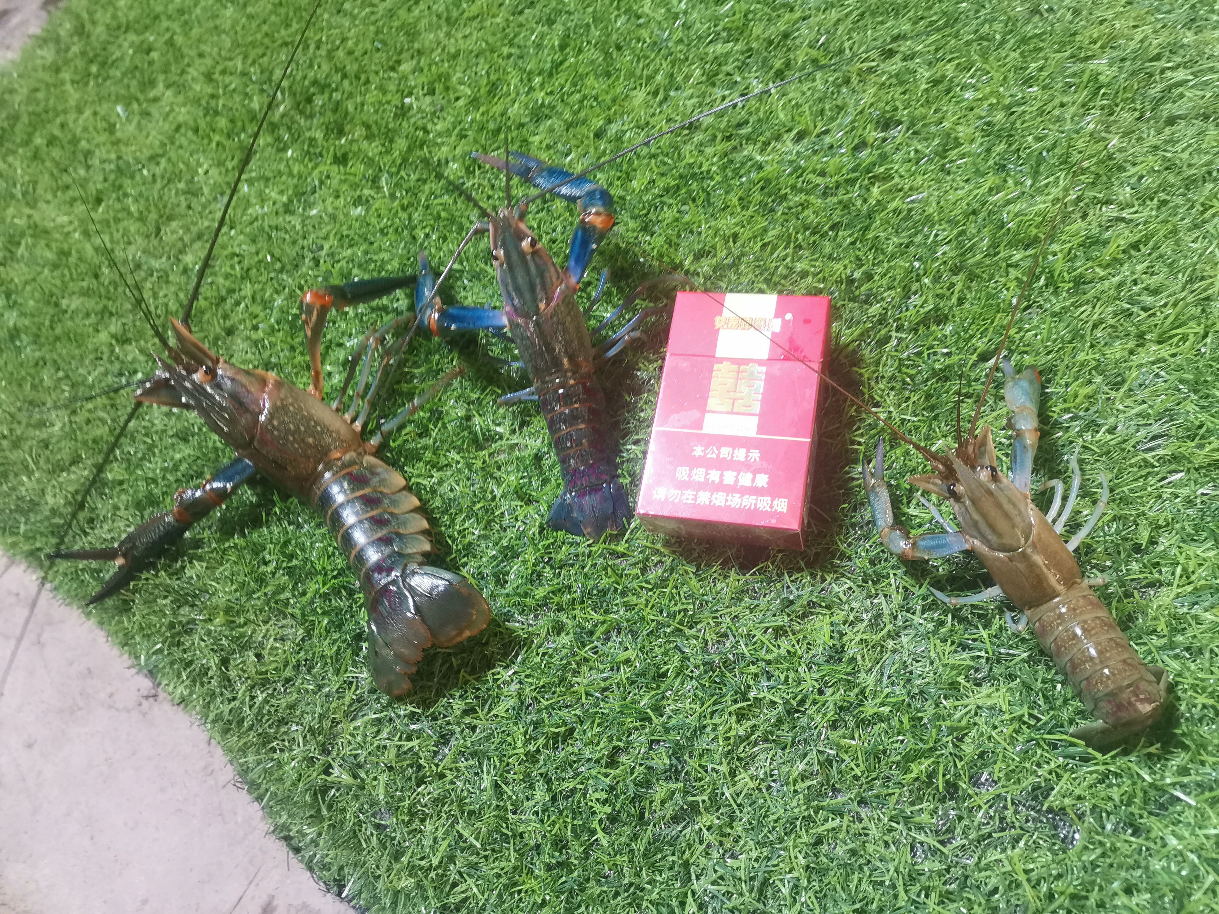 澳洲龙虾 澳洲谈水龙虾