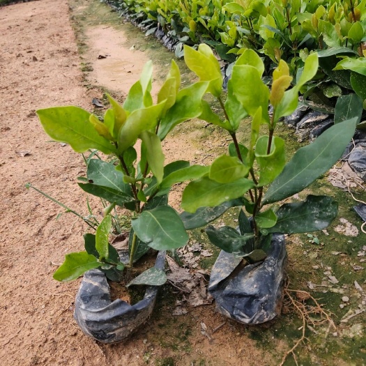 漳浦县大叶龙船花漳州基地种植
