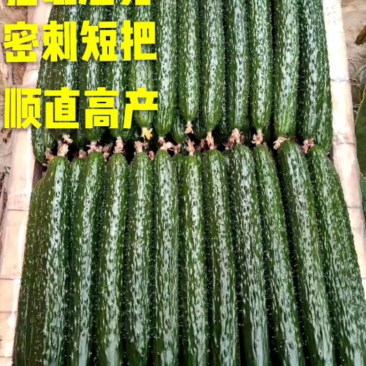 嫁接黄瓜苗 全雌强雌油亮大黄瓜苗 德瑞特黄瓜苗培育批发