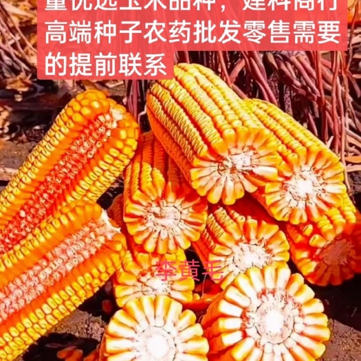 忻州金农166   金农177 常规种 中熟 东北 华北 西北