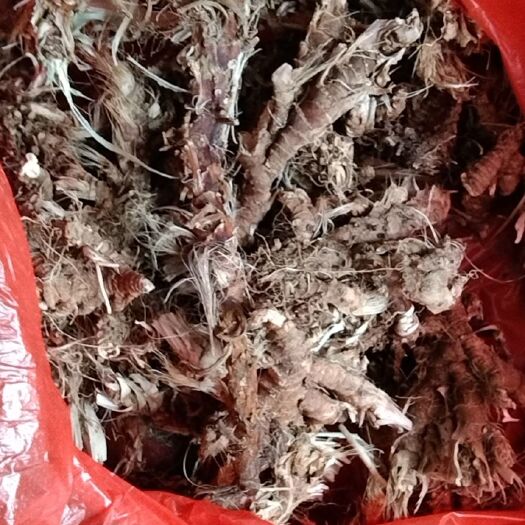 连平县 石菖蒲