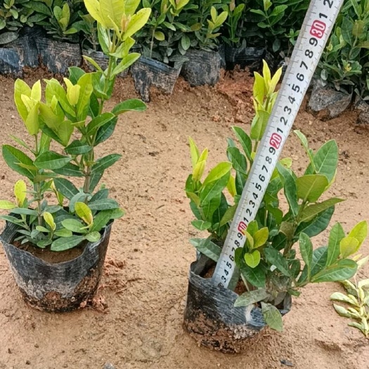 漳浦县小叶龙船花漳州基地种植