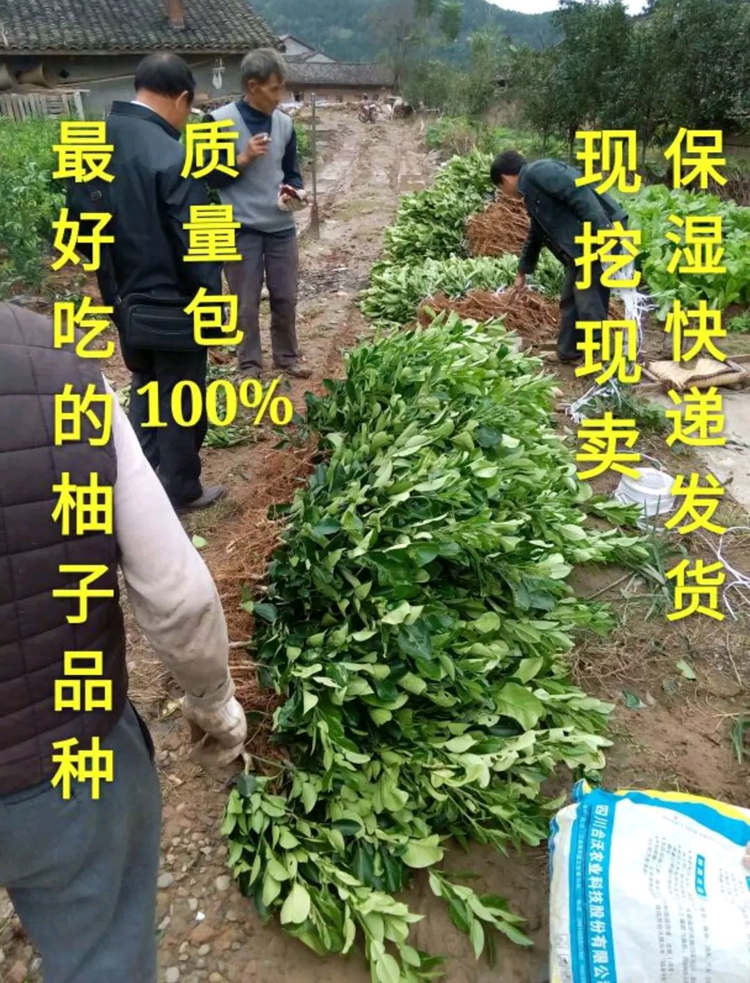 苍溪县脆香甜柚子苗 脆甜蜜柚苗 包邮 果肉脆甜香 公司直销保正品