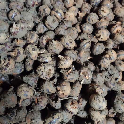 荔浦市毛马蹄 广西荔浦特产-荔浦马蹄（荸荠）中大果销售
