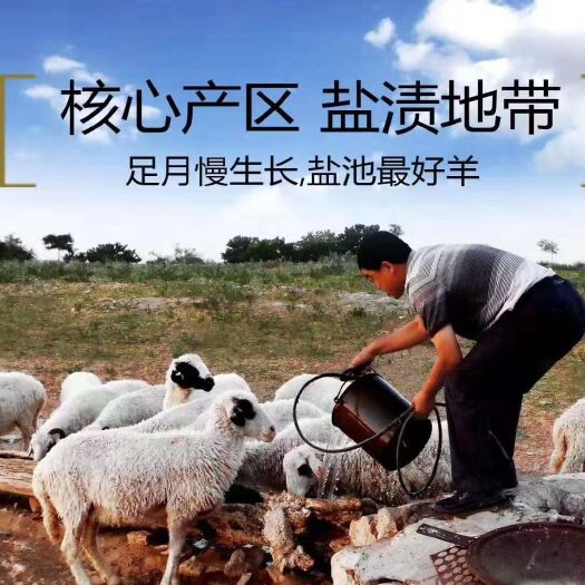 固原宁夏滩羊 不膻且香 我们是源头养殖合作社 量大的来谈