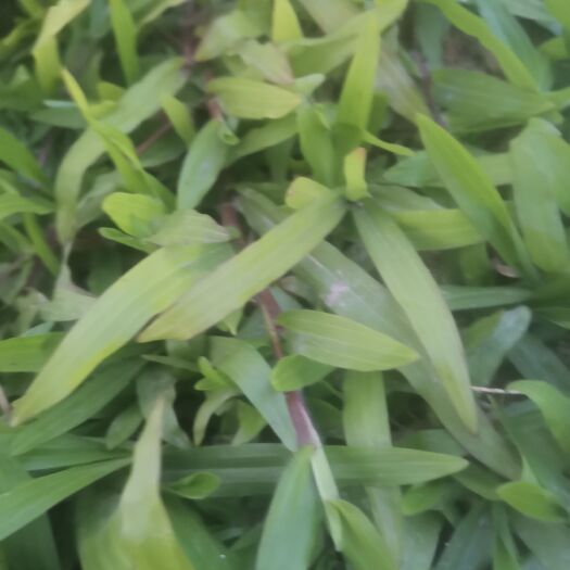 清远低价出售大叶油草，草