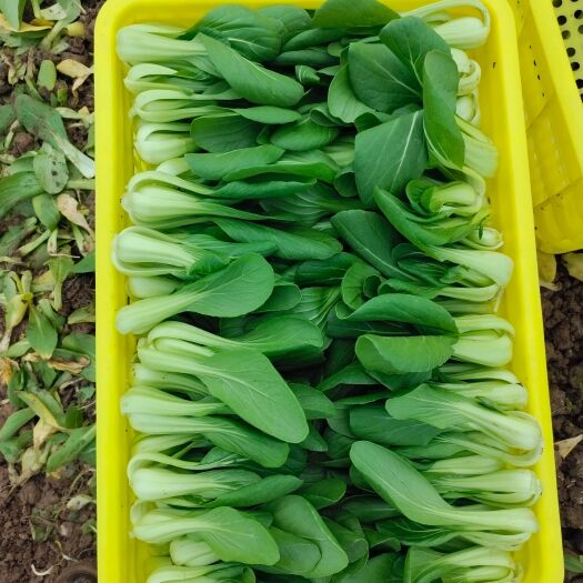 曹县山东菏泽曹县上海青，等叶菜基地，做功干净整洁。