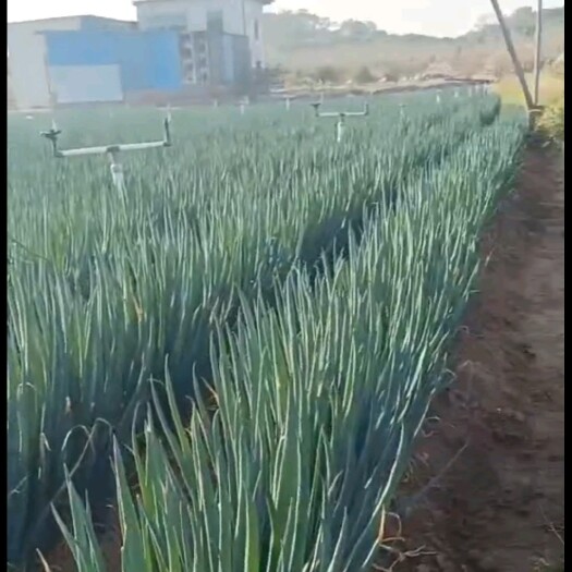 漳浦县大葱