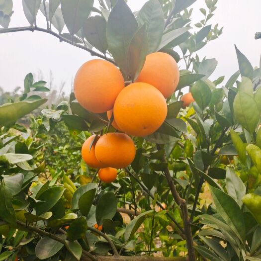鹿寨县甜橙  蜜橙 优鲜蜜橙，自家天然，鲜美果质！