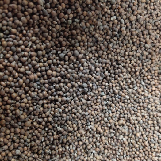  黄荆子