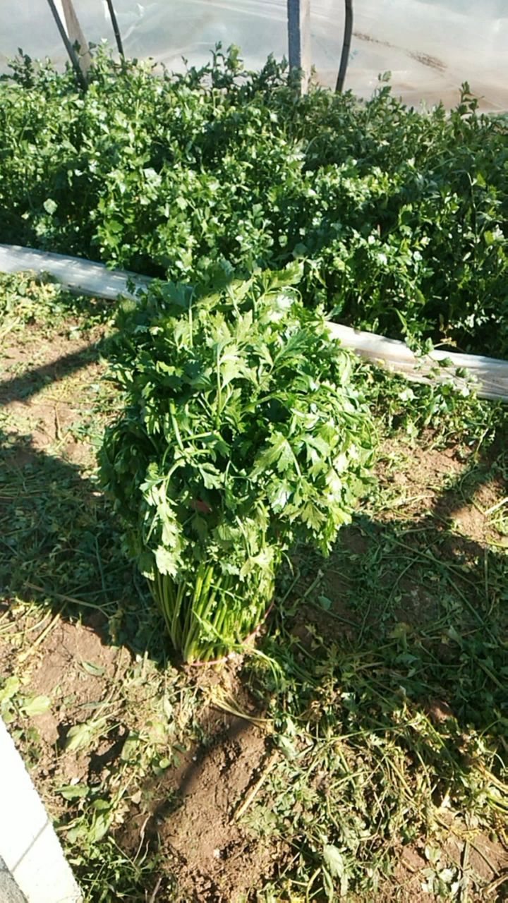 鲍芹 正宗无丝口感脆鮑芹