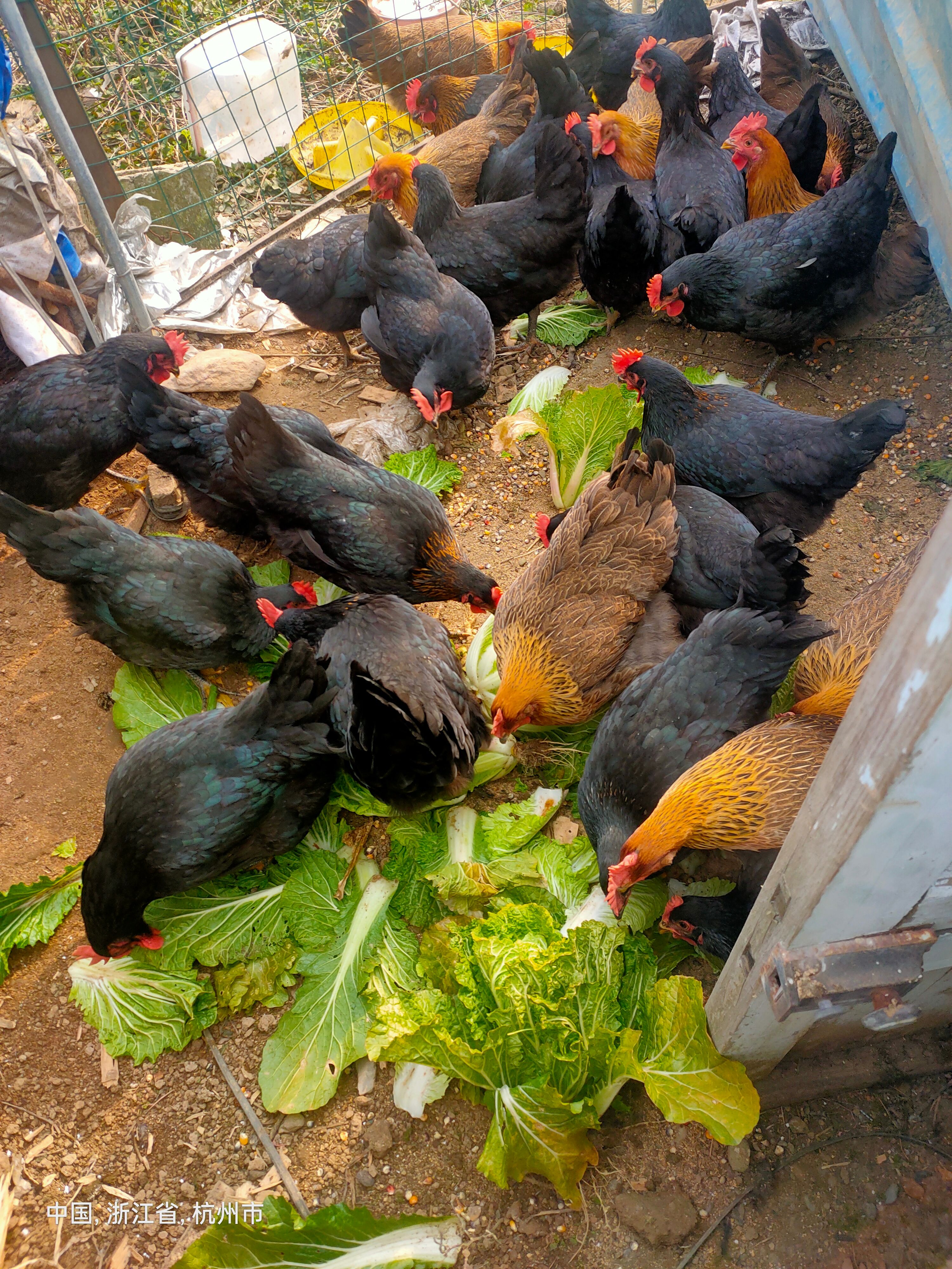 黑鸡 青年绿壳土鸡