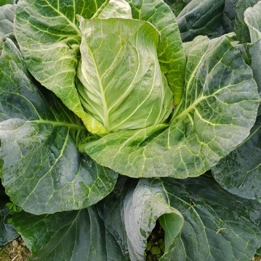 新丰县牛心甘蓝