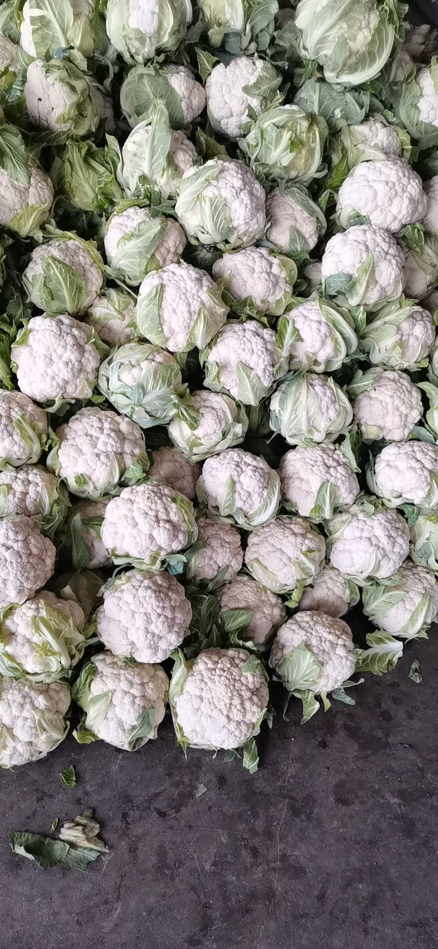 花菜 精品菜花