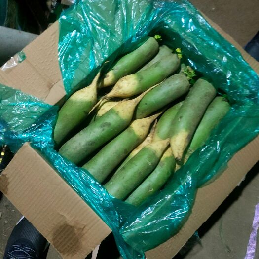 肥城市山东水果萝卜，青萝卜大量上市，冷库储存出租