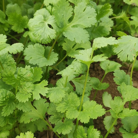 水香菜 大叶香菜