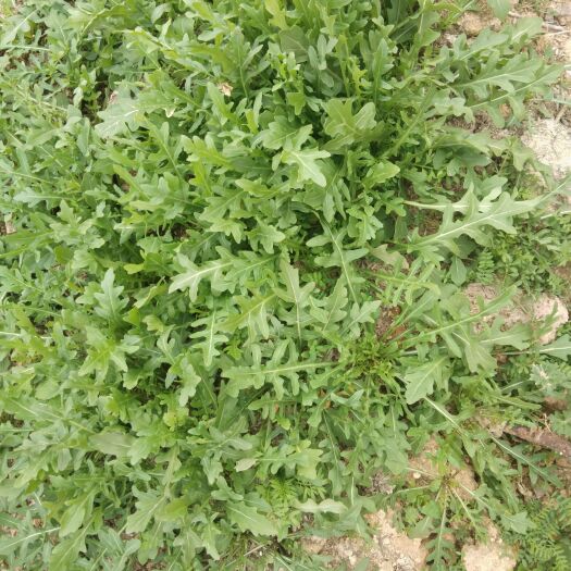 乐清市荠菜 齐菜，口感鲜美。