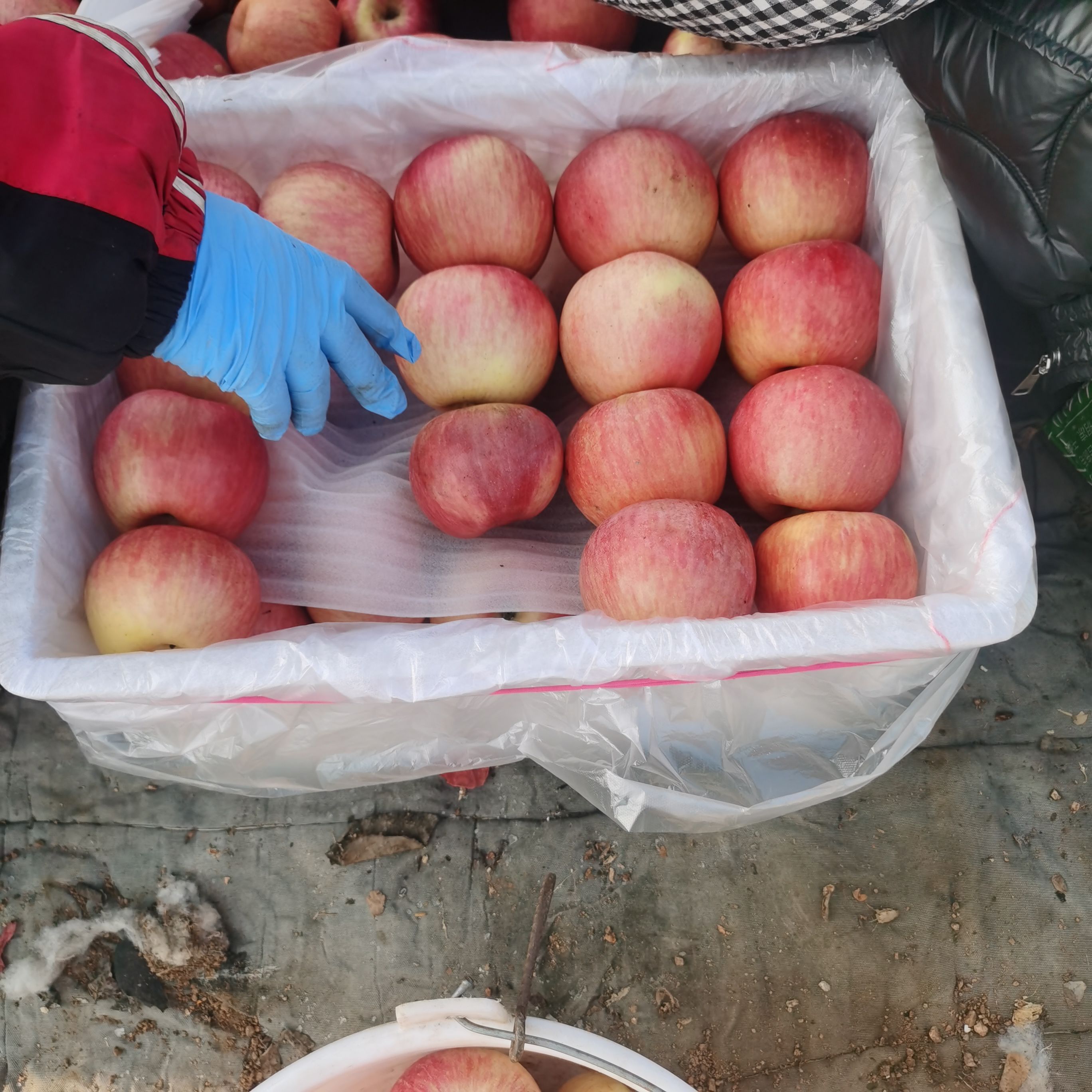 辽宁绥中寒富苹果大量出售，个头大颜色好，价钱便宜