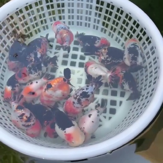 济南重墨兰寿金鱼