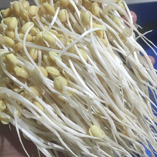 豆芽基地