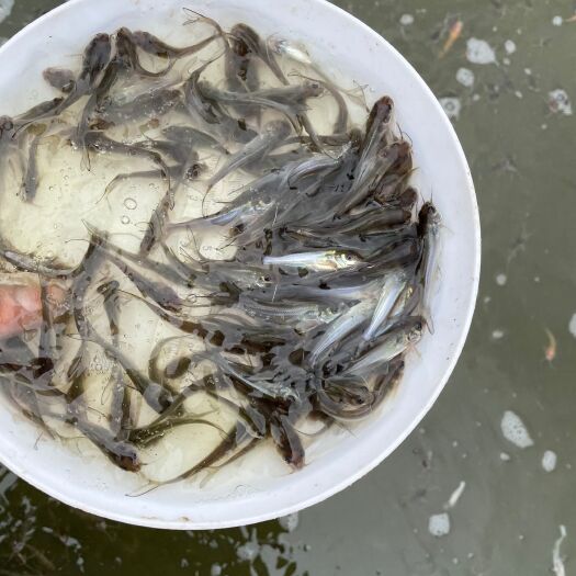 博罗县叉尾鮰鱼苗，