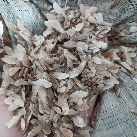 菏泽桃树种子   三角风树籽