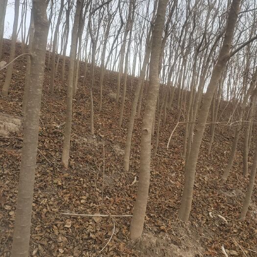 上海乌桕 自己苗圃