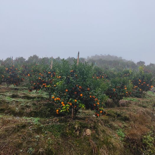 荔波县 贵州荔波沃柑