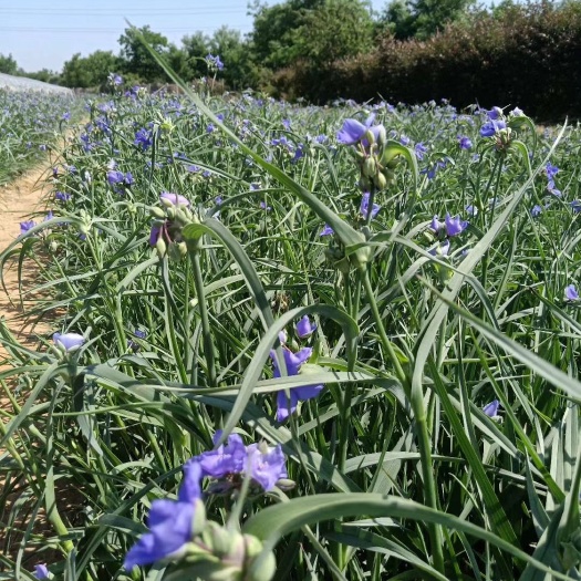 紫露草，杯苗发货，基地直销，大量现货，欢迎实地考察