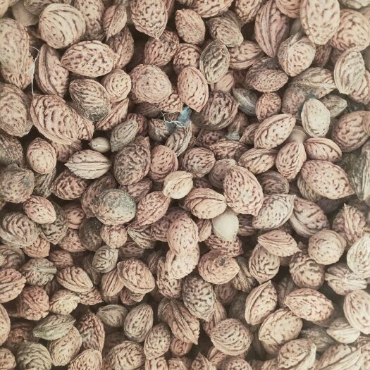 菏泽毛 桃树种子